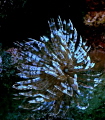   Alice Wonderland reef Curacao  